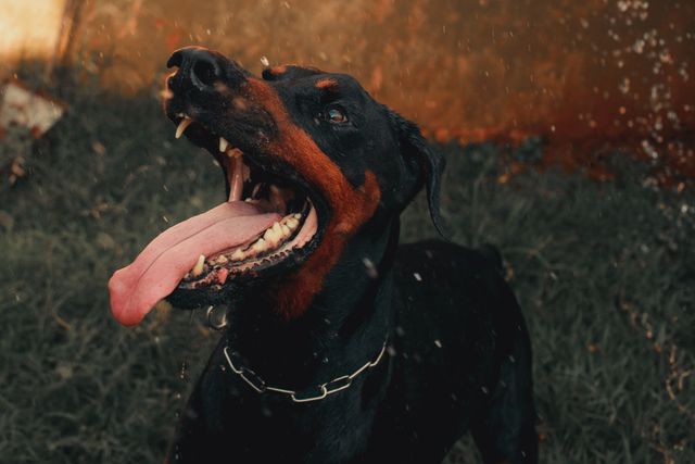 Dog bite lawyer in Bakersfield handling a dog attack injury claim